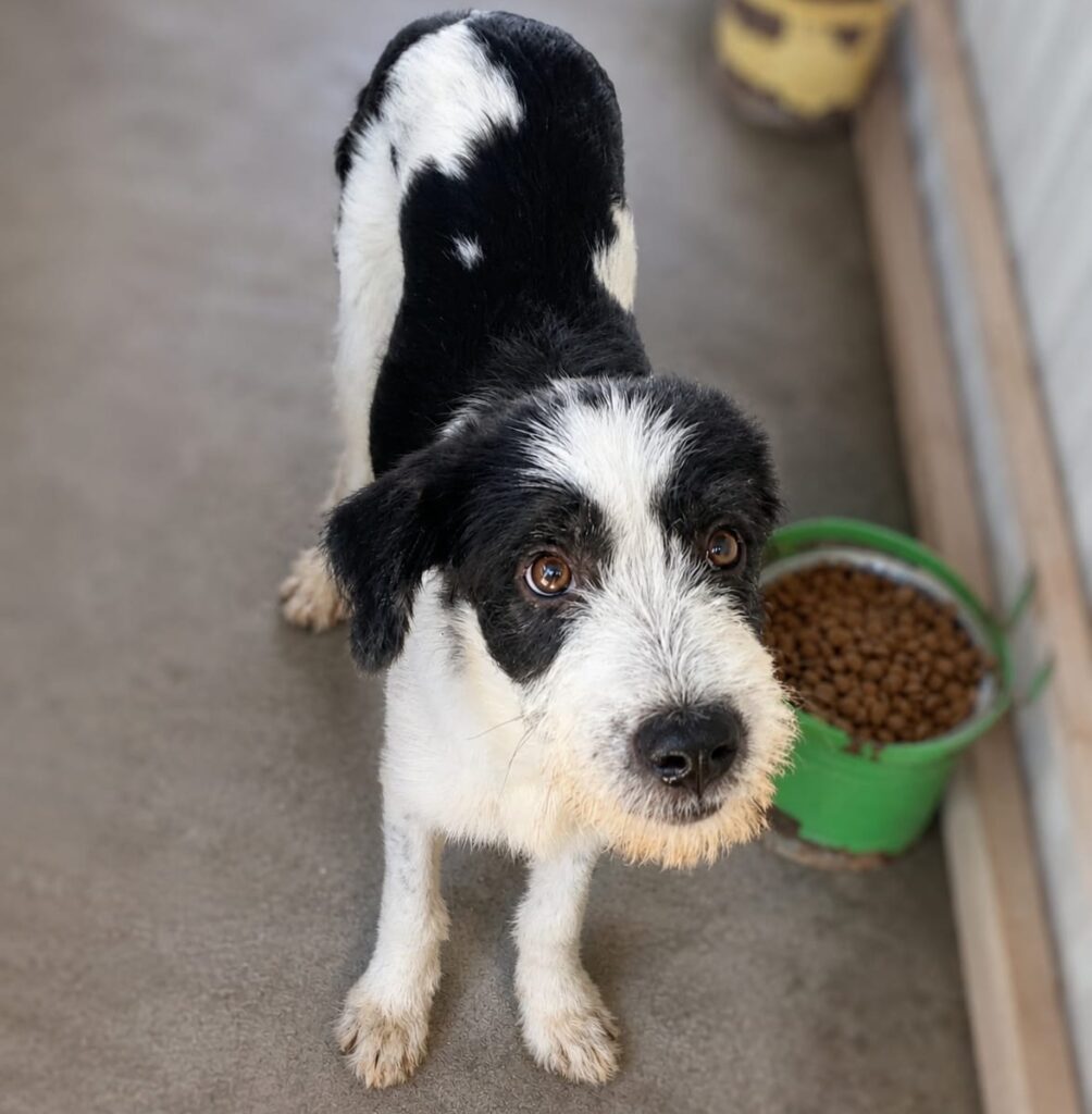 Pongo