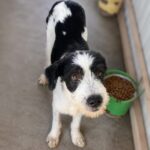Pongo
